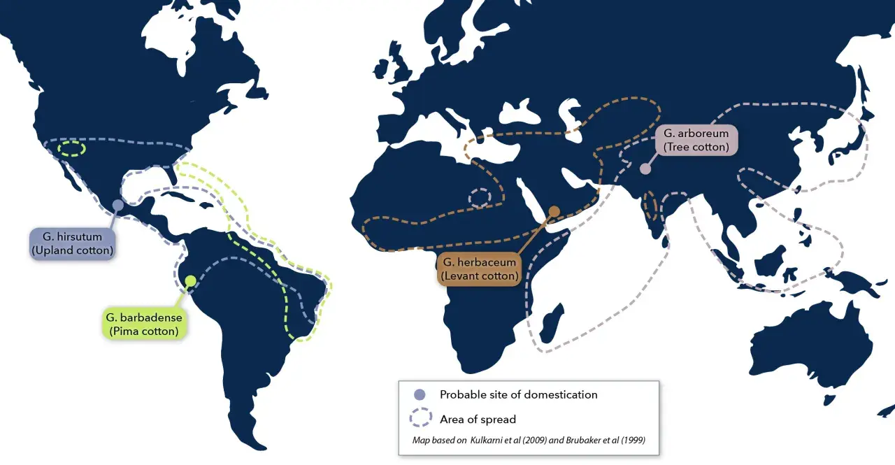 Map showing probable domestication sites and spread areas for different cotton species. G. hirsutum and G. barbadense are native to the Americas, while G. herbaceum and G. arboreum are native to Africa and Asia.