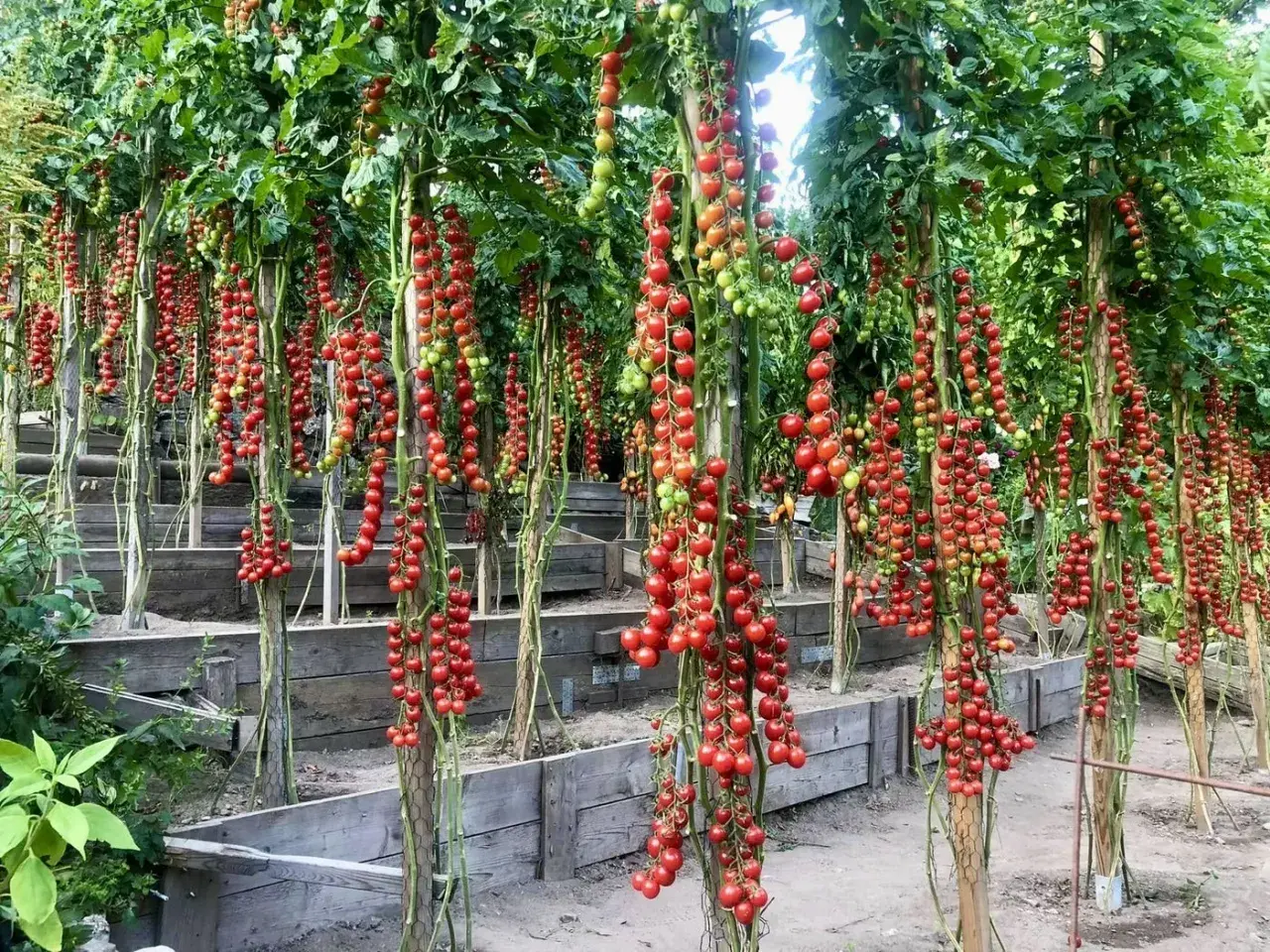 Tomatplantor med klasar av mogna röda körsbärstomater som hänger ner. Bilderna visar hur friska tomater ser ut, utan sjukdomar.