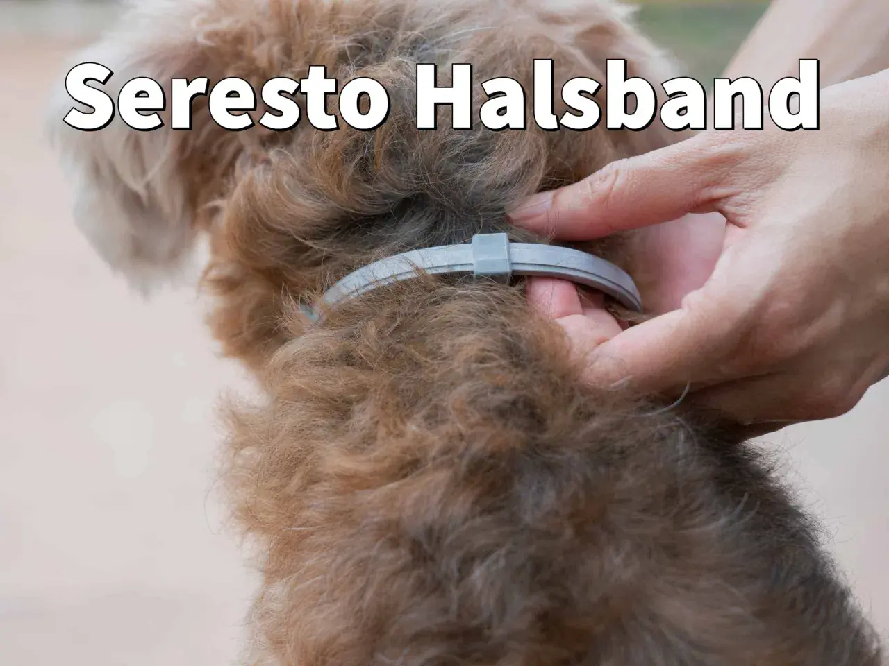 Ein Hund mit einem Seresto Halsband wird liebevoll gestreichelt.