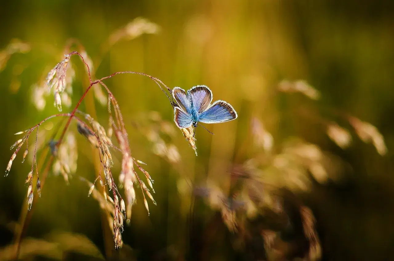 Szczęście jak motyl: cytat, który odmieni Twoje życie