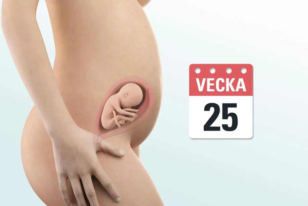 Gravid mage med foster i vecka 25. En kalenderikon visar "VEСKA 25".