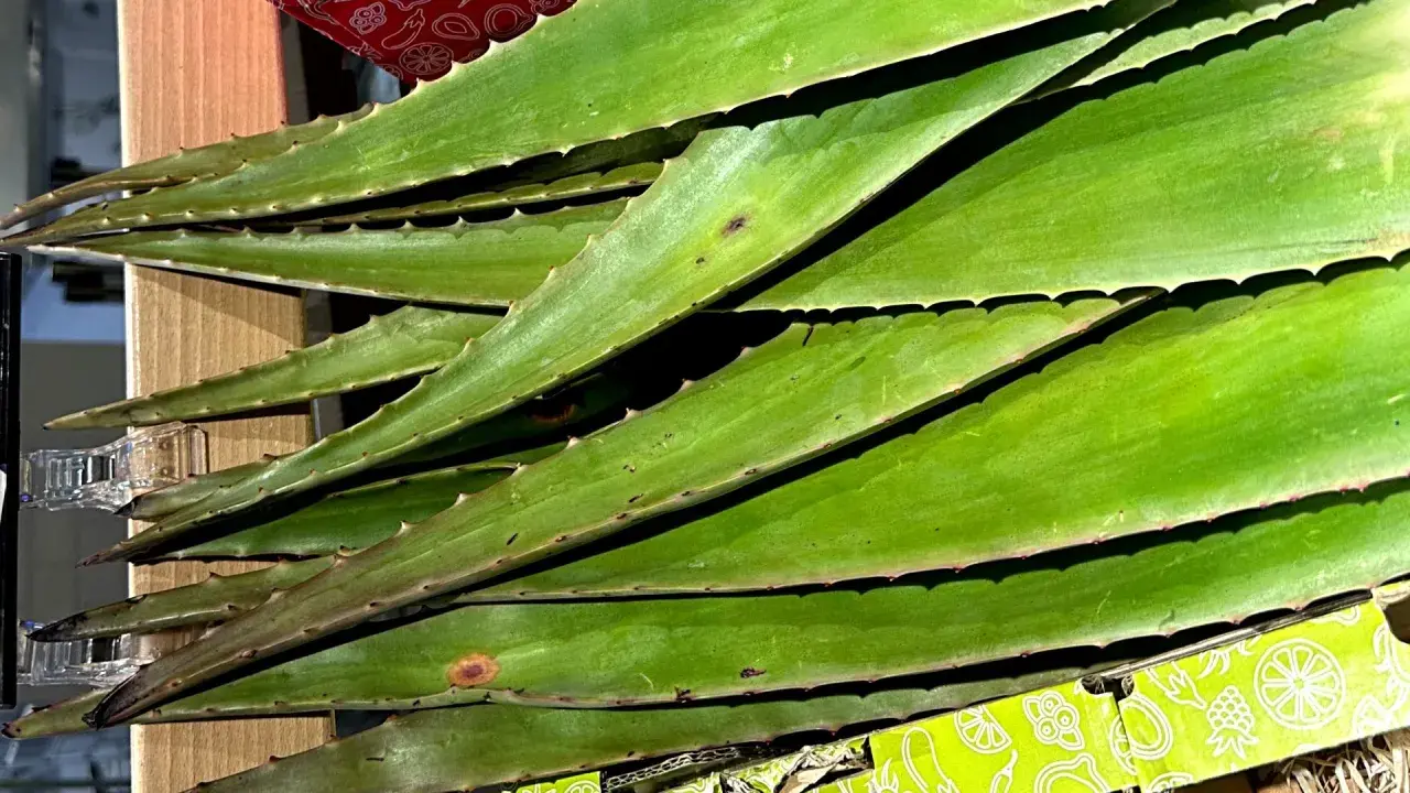 Zielone liście aloesu, ząbkowane na brzegach, leżą ułożone jeden na drugim. Czy aloes jest zdrowy? Tak, jego żel jest ceniony za właściwości.
