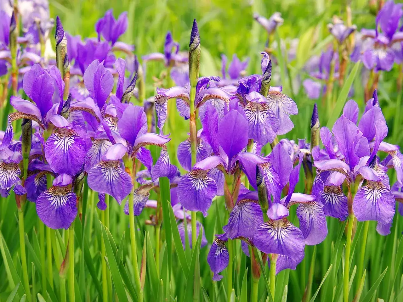 Ein Feld voller violetter Schwertlilien, die im Sonnenlicht blühen. Der ideale schwertlilie standort ist sonnig und feucht.