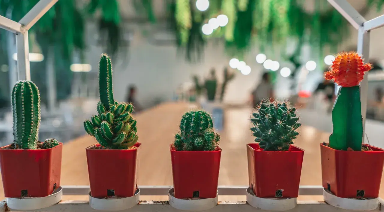 Cinq cactus en pots rouges, dont une bouture cactus orange vif, alignés sur une étagère blanche.