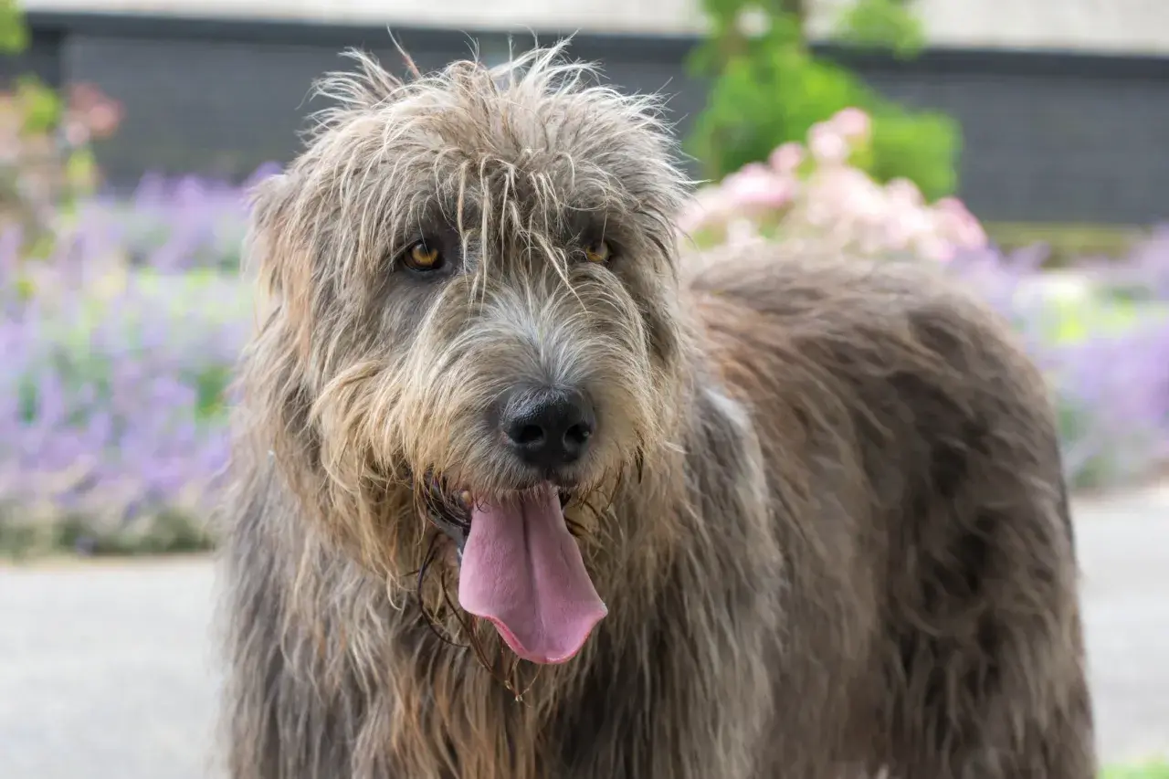 Ein Irish Wolfhound mit hängender Zunge, dessen Fell etwas struppig aussieht. Bei dieser Rasse sind einige irischer Wolfshund Krankheiten zu beachten.