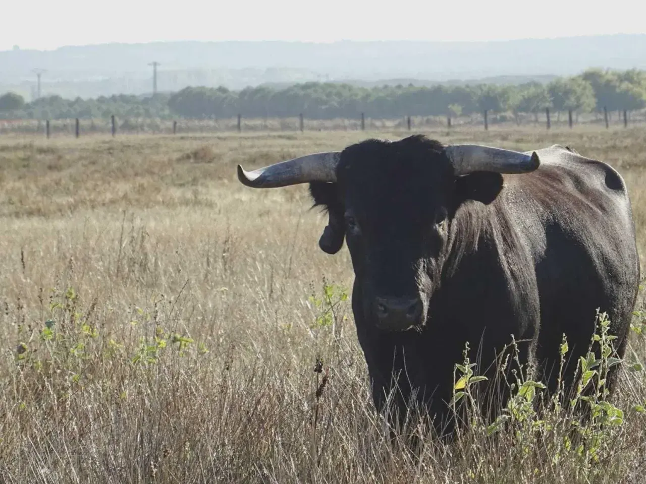 Toro negro con cuernos imponentes en un campo seco, símbolo de la ganadería más antigua de España.