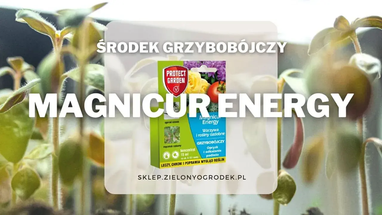 Środek grzybobójczy Magnicur Energy chroni młode rośliny. Opakowanie produktu na tle sadzonek.