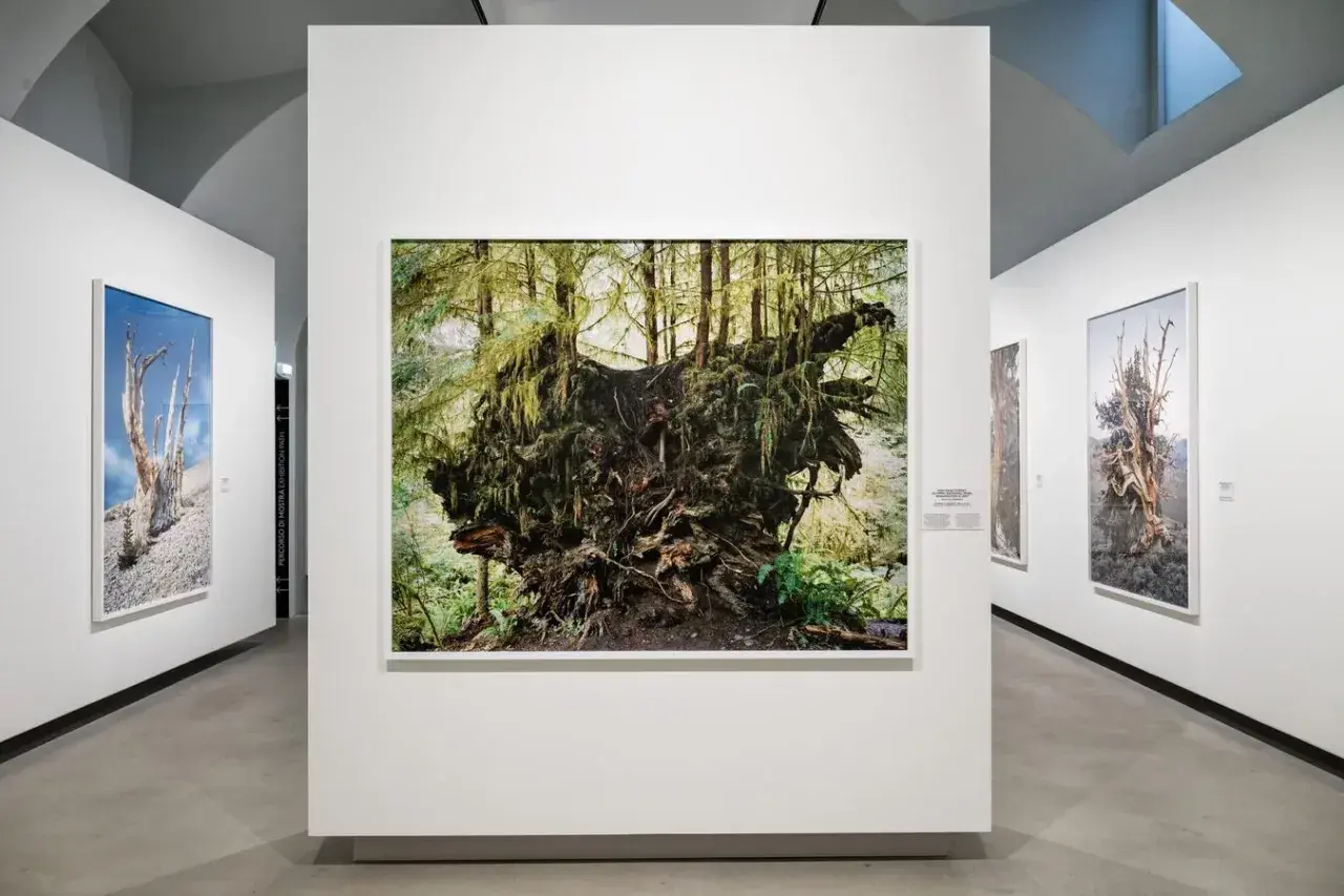 Radici maestose e alberi secchi in mostra, opere di Mitch Epstein che catturano la forza della natura.