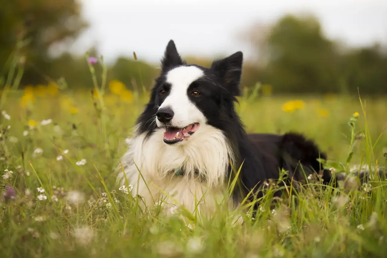 Inteligentny border collie leży w trawie, otoczony polnymi kwiatami. Jego czarno-białe futro i bystre oczy doskonale oddają, jak wygląda border collie.