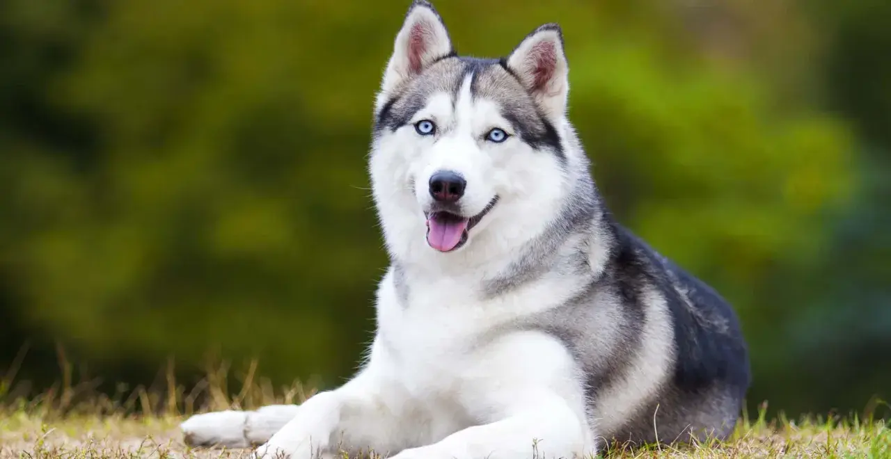 Jak wygląda husky? Poznaj charakterystyczne cechy i kolory tej pięknej rasy