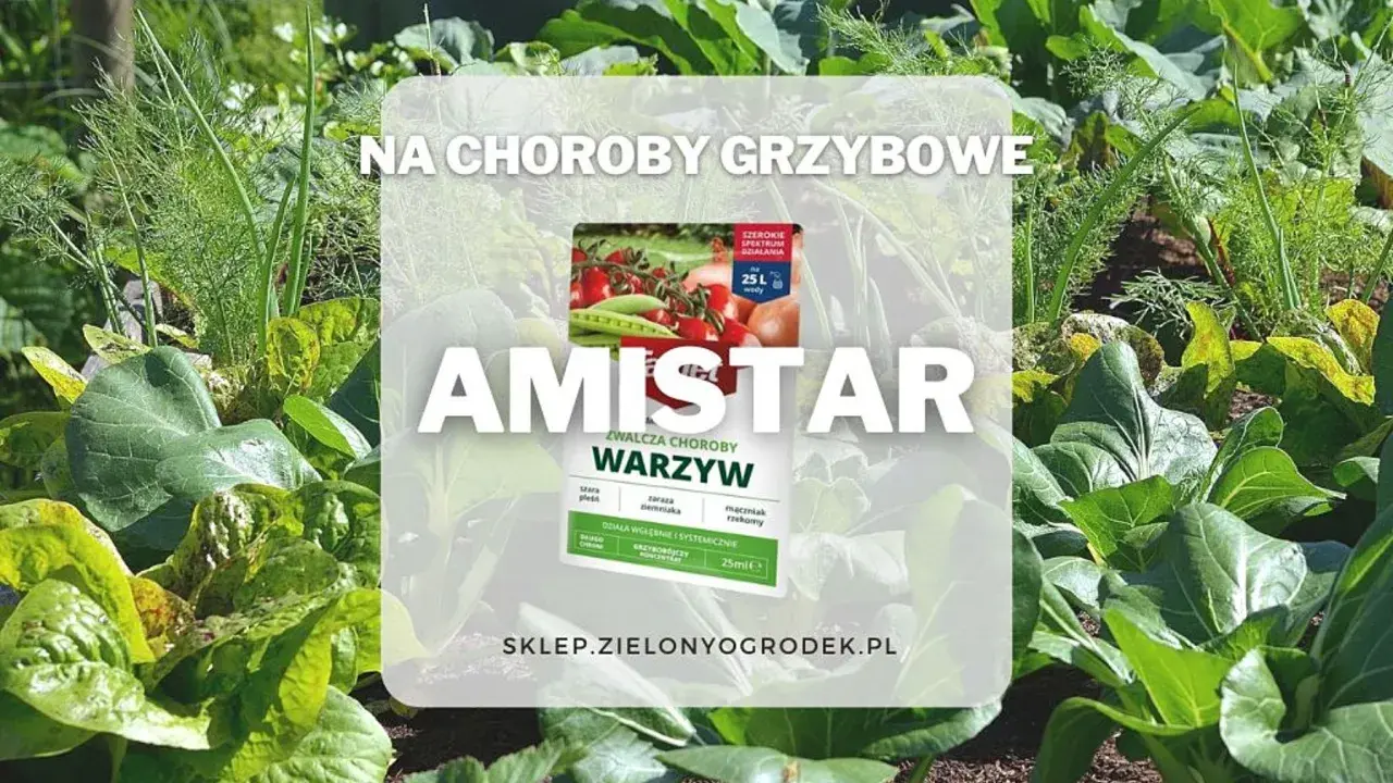 Amistar oprysk na choroby grzybowe warzyw. Zdjęcie przedstawia zdrowy ogród z warzywami i opakowanie preparatu.