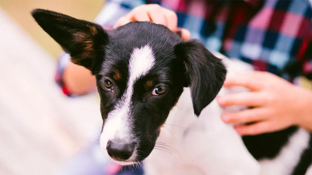 Un tierno perro sin raza, con manchas negras y blancas, mira atentamente mientras una mano le acaricia la cabeza.
