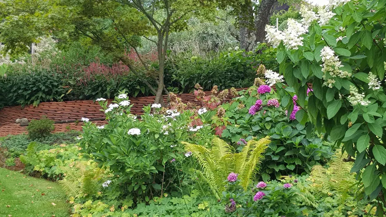 Üppiger Garten mit weißen und lila Blüten, Farnen und roten Ziegeln. Eine schöne alternative zu Hortensien.