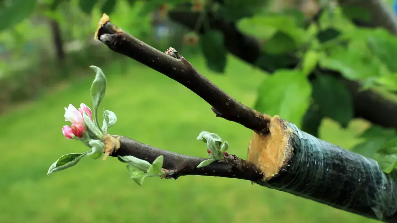 Ein junger Kirschbaum, gerade gepflanzt, zeigt erste zarte Blüten und Blätter.
