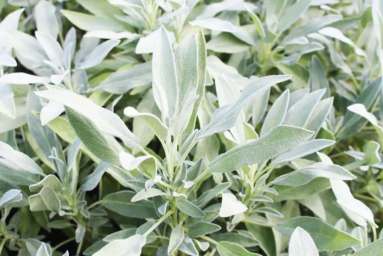 Foglie di salvia, nota per le sue proprietà benefiche.