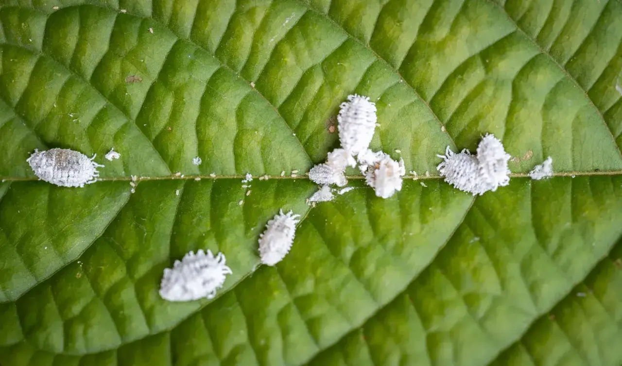 Petites cochenilles cotonneuses, certaines produisant du miellat, se déplacent sur une feuille verte.