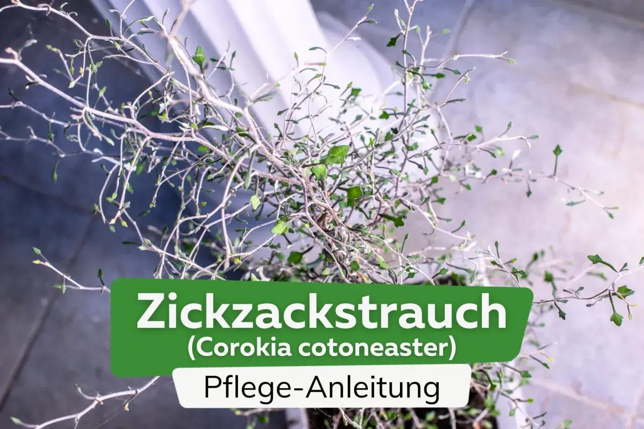 Ein Zickzackstrauch (Corokia cotoneaster) mit detaillierter Pflege-Anleitung.