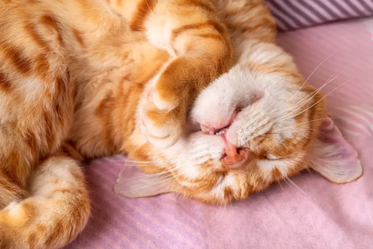 Eine orange getigerte Katze schläft tief und fest, die Pfote vor dem Gesicht. Man kann fast hören, wie die Katze schnarcht.