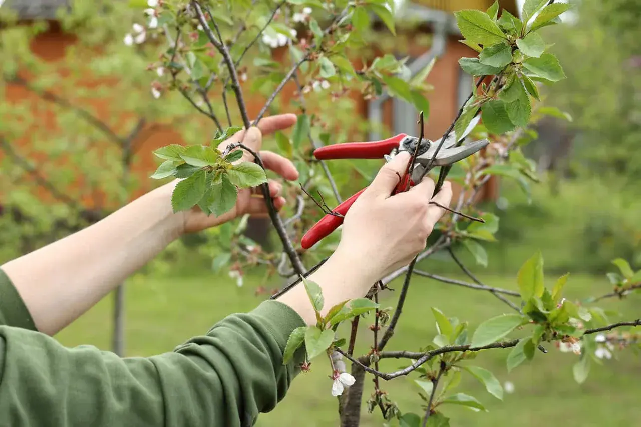 Hände mit roter Gartenschere schneiden Zweige eines jungen Kirschbaums. Der richtige Schnitt ist wichtig für das gesunde Wachstum.