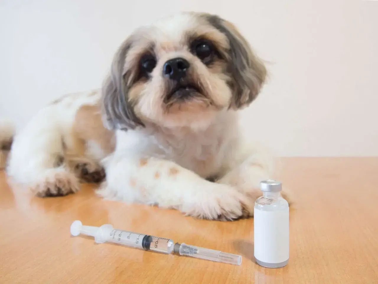 Ein süßer Hund liegt neben einer Spritze und einer Ampulle. Mögliche Diabetes Hund Symptome können hier behandelt werden.