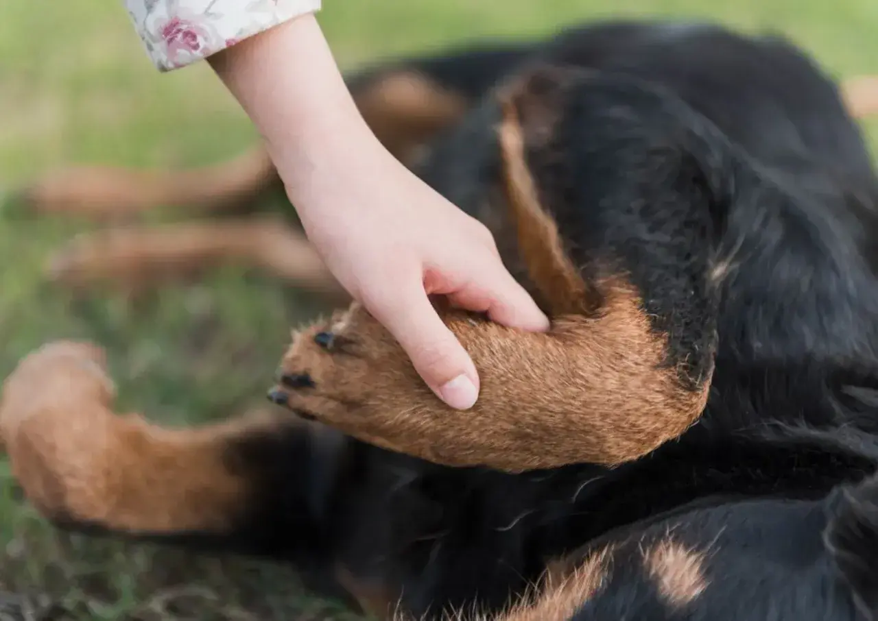 Ein Hund hebt seine Pfote, als ob er humpelt. Eine Hand streichelt sanft sein Fell.