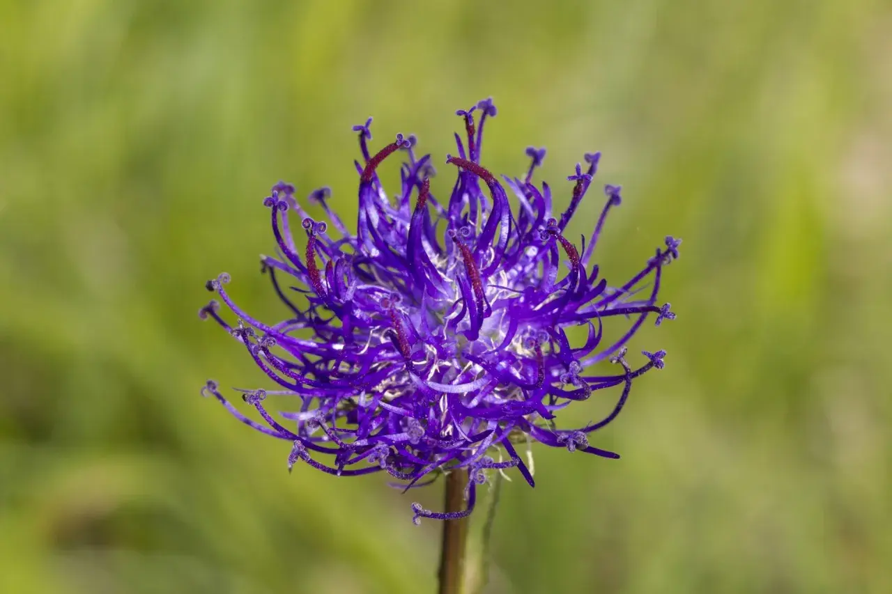 Lila Blüte der Teufelskralle, die bei Arthrose Linderung verspricht.