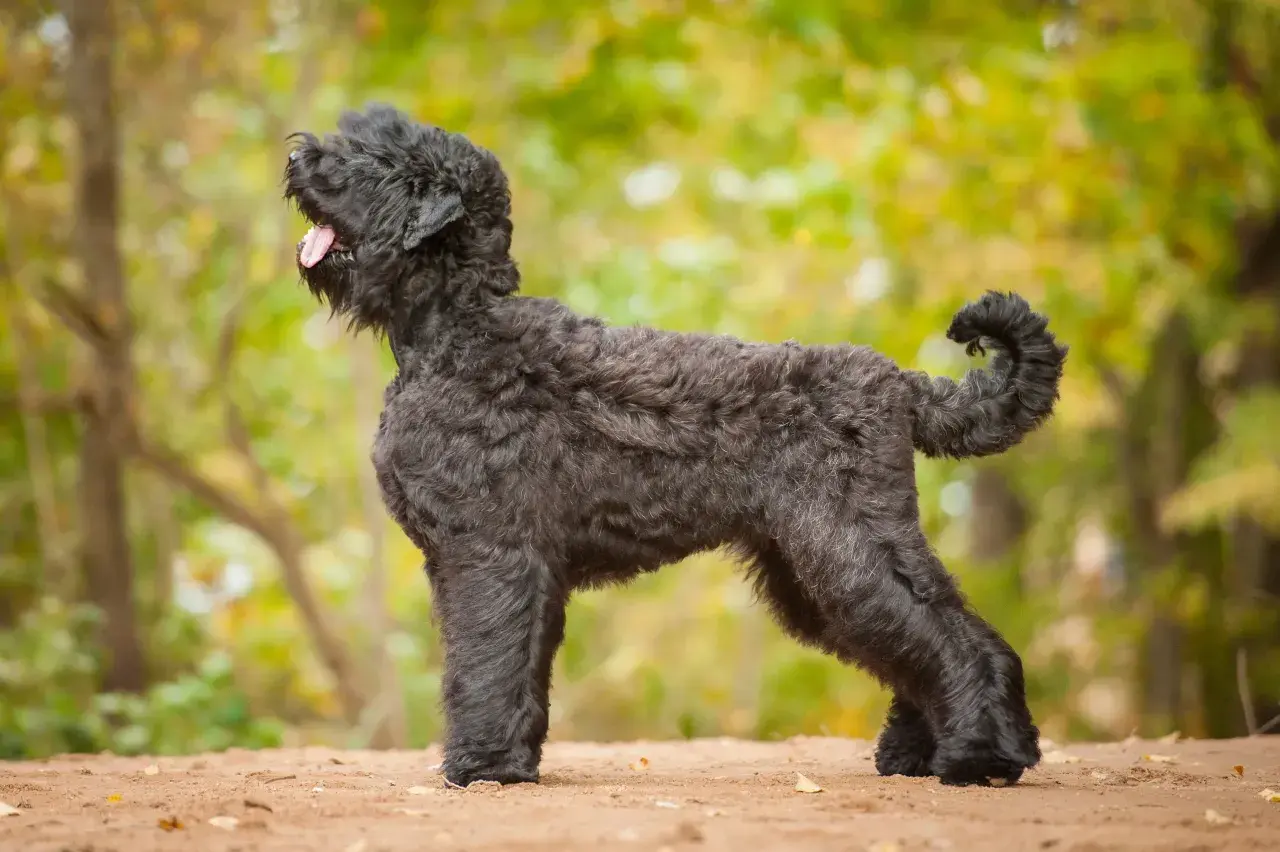 Ein schwarzer russischer Terrier mit lockigem Fell steht im Profil auf sandigem Boden. Sein Maul ist leicht geöffnet, die Zunge hängt heraus.