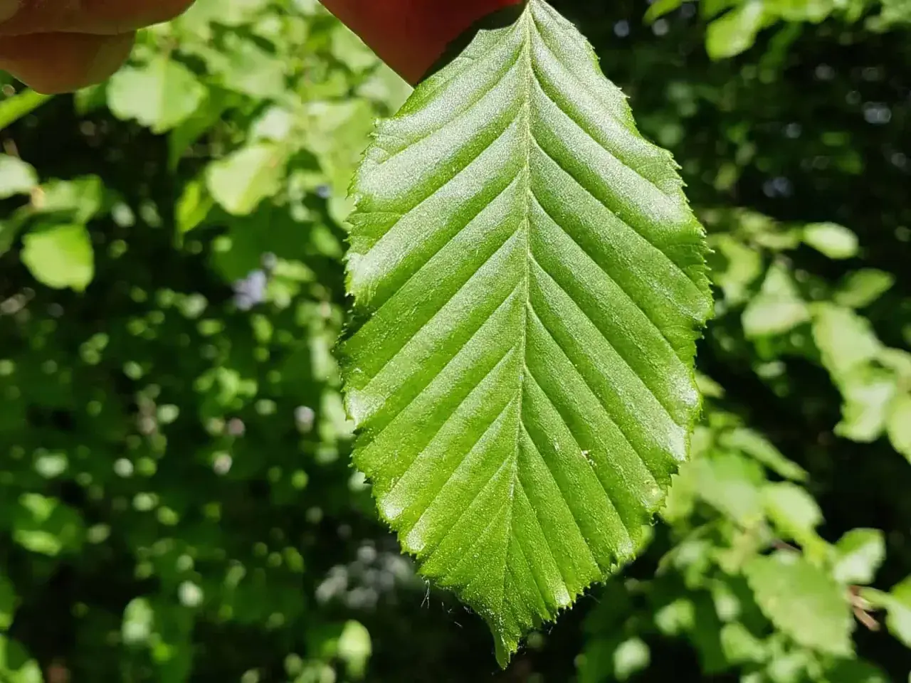 Ein grünes Blatt der Hainbuche, das zeigt, wann treibt Hainbuche aus. Die Adern sind deutlich sichtbar.