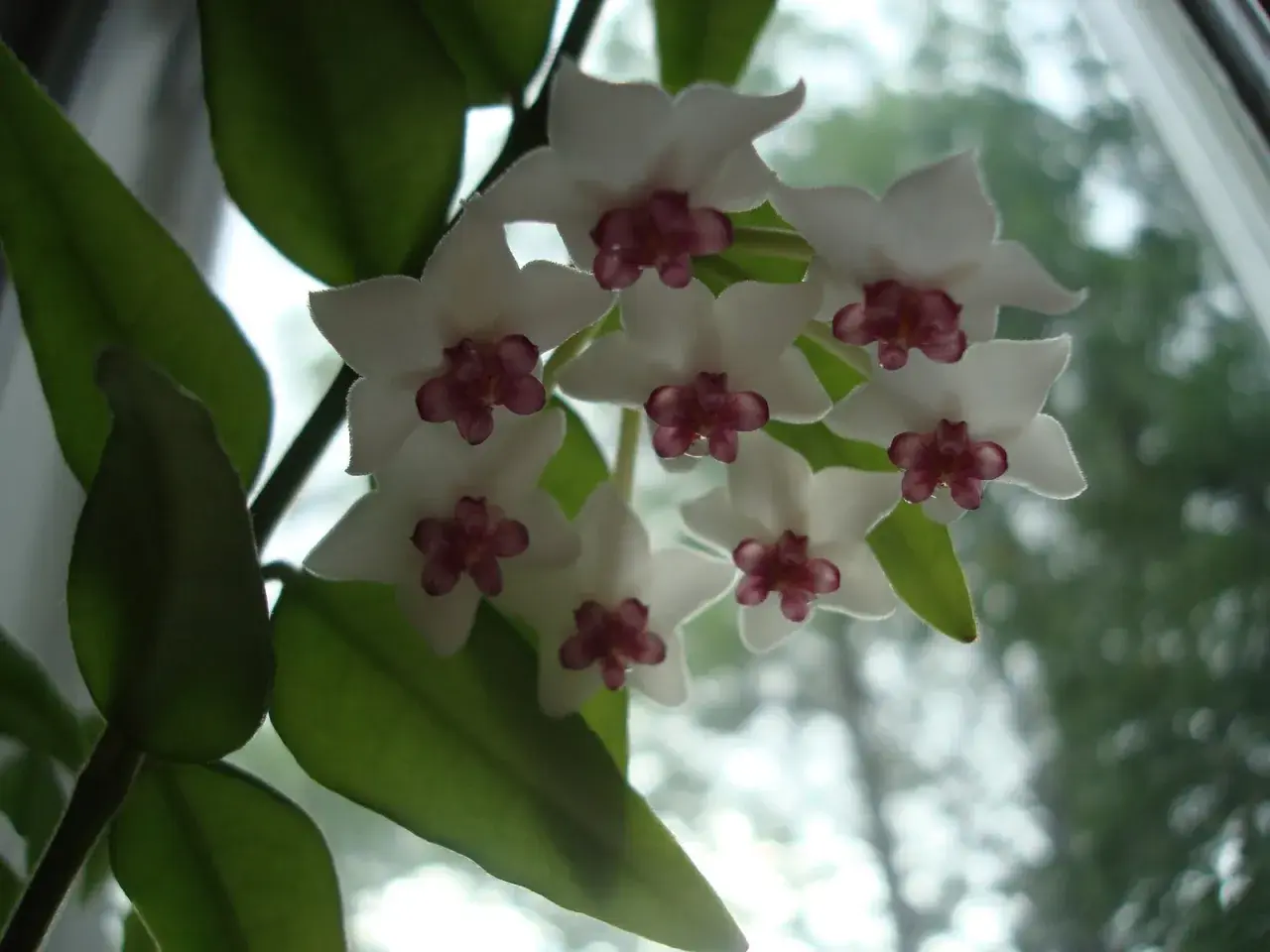 En klase vita hoya blommor med mörklila mitt. Bladen är gröna och frodiga.