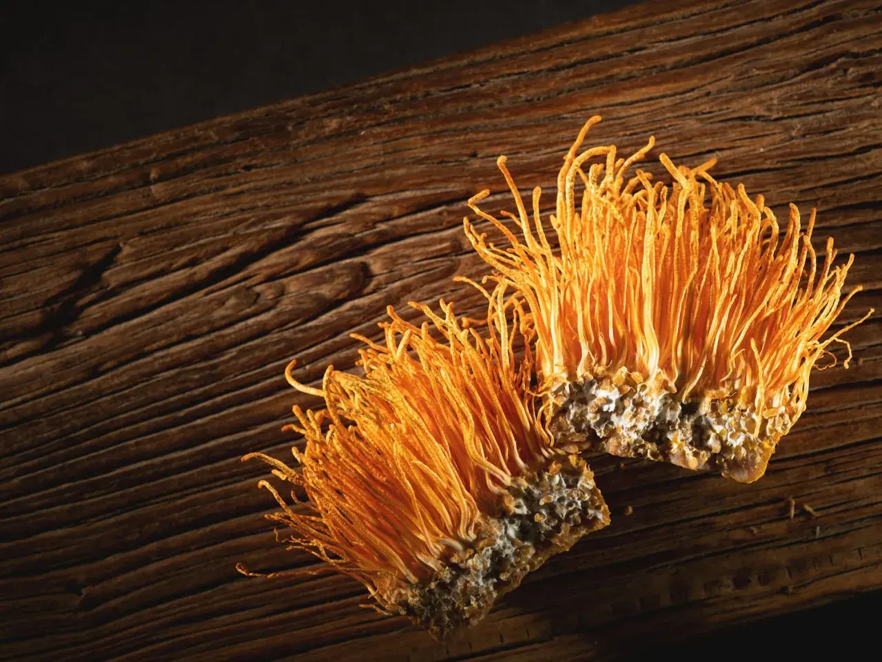 Due funghi cordyceps arancioni su legno scuro. Informarsi sui cordyceps controindicazioni prima dell'uso.