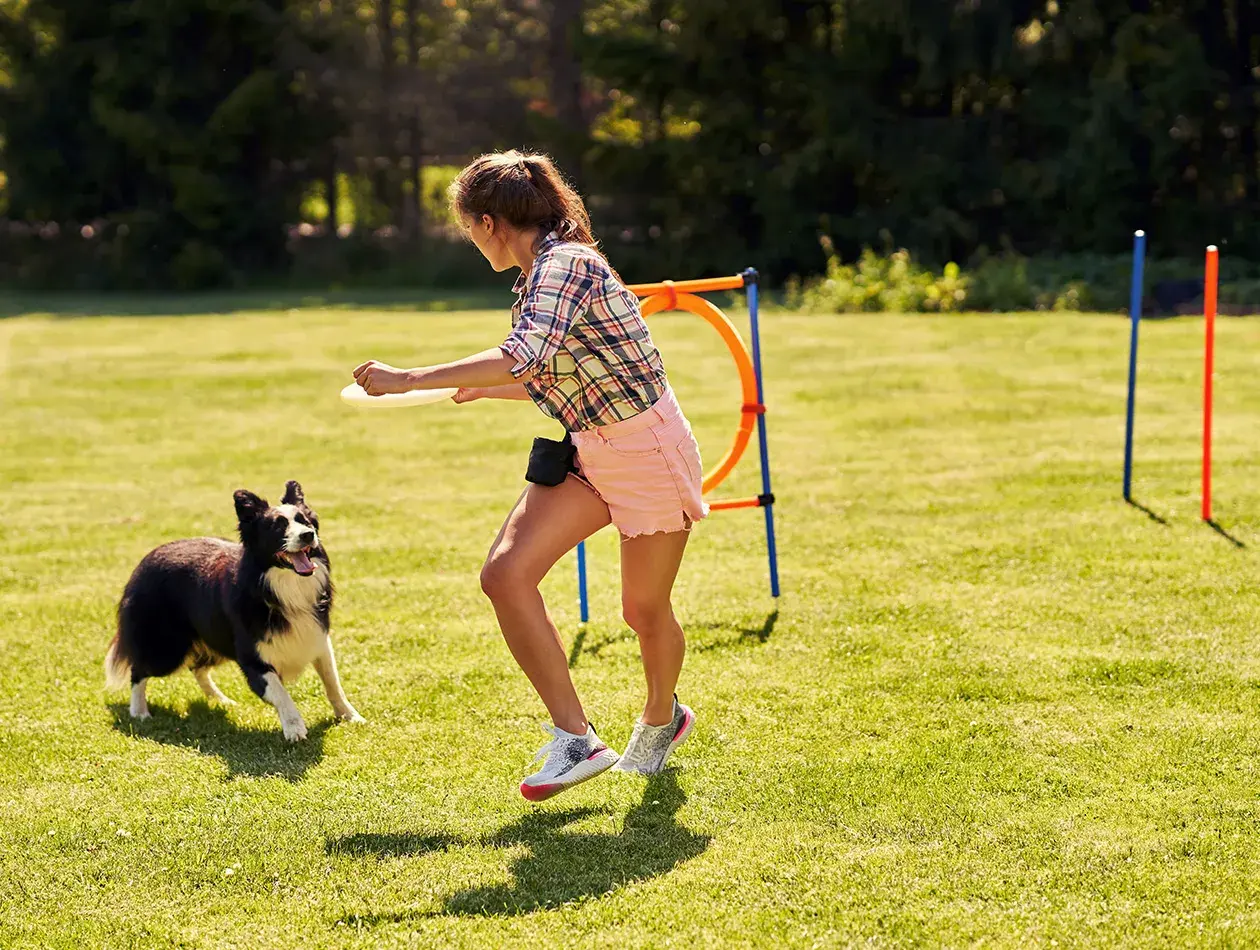 Ein Border Collie trainiert für Degility. Die junge Frau wirft eine Frisbee, während der Hund aufmerksam wartet.