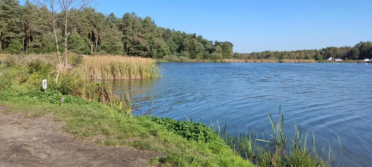 Spokojna tafla wody w Kozłowieckim Parku Krajobrazowym, otoczona trzcinami i lasem.