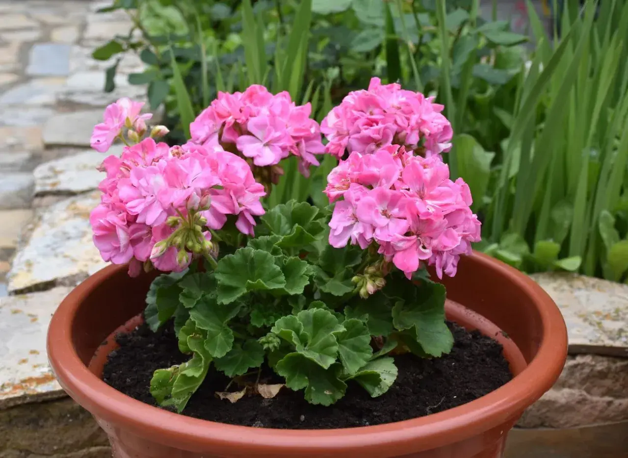 Piękne, różowe pelargonie w doniczce. Chcesz wiedzieć, jak pobudzić pelargonie do kwitnienia? Oto one, gotowe do zachwycania!