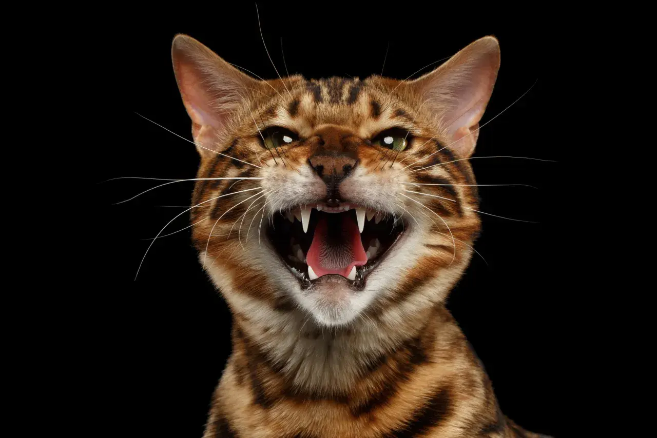 A Bengal cat hisses, showing sharp teeth and a pink tongue. This is why do cats hiss: a warning when they feel threatened or scared.