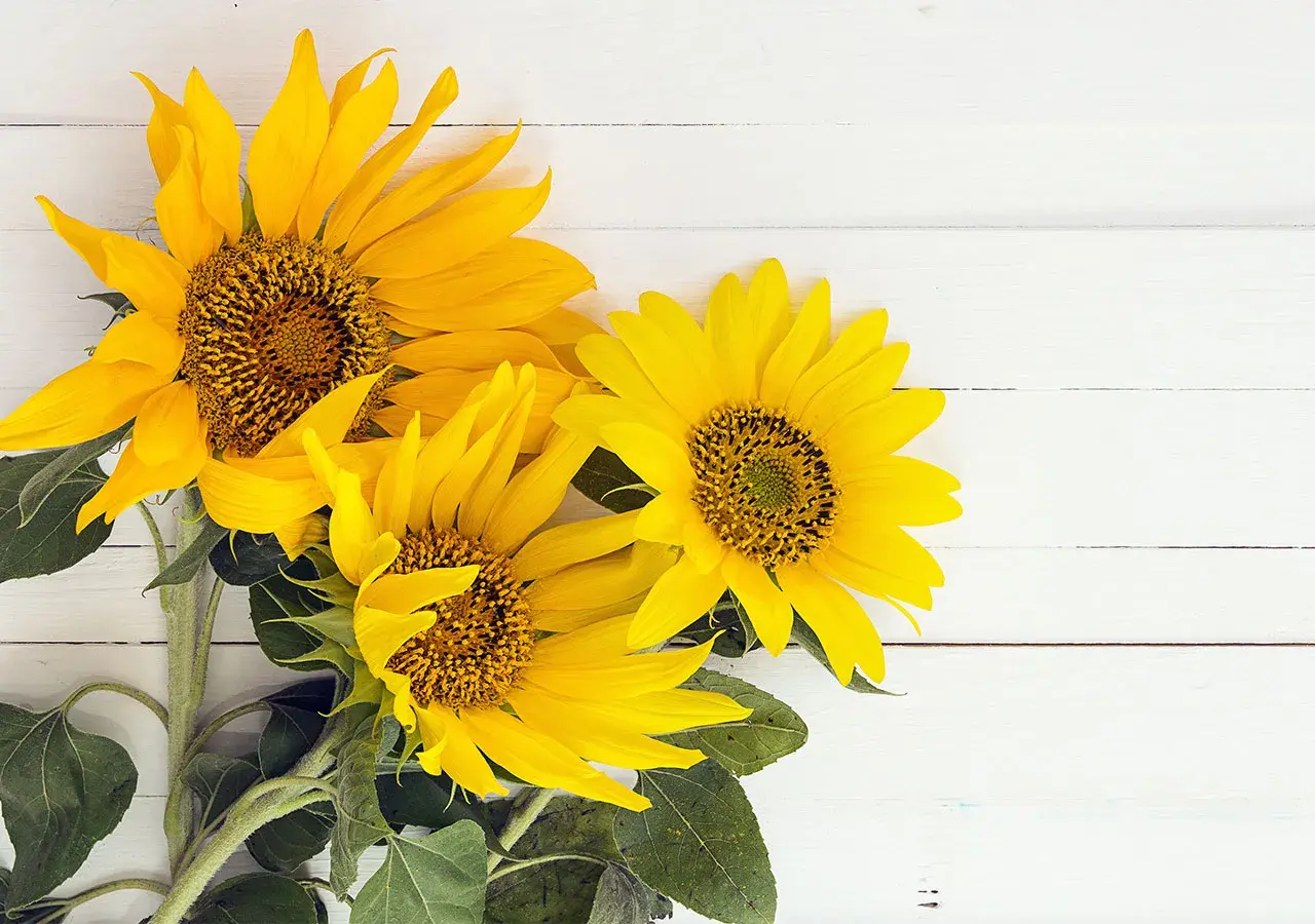 Composition florale avec trois tournesols éclatants sur fond de bois blanc.