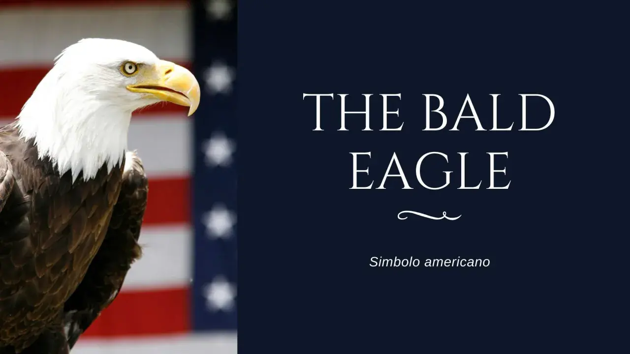 Aquila calva, simbolo americano, con lo sfondo della bandiera USA. Il suo sguardo fiero incarna il segno dell'aquila.
