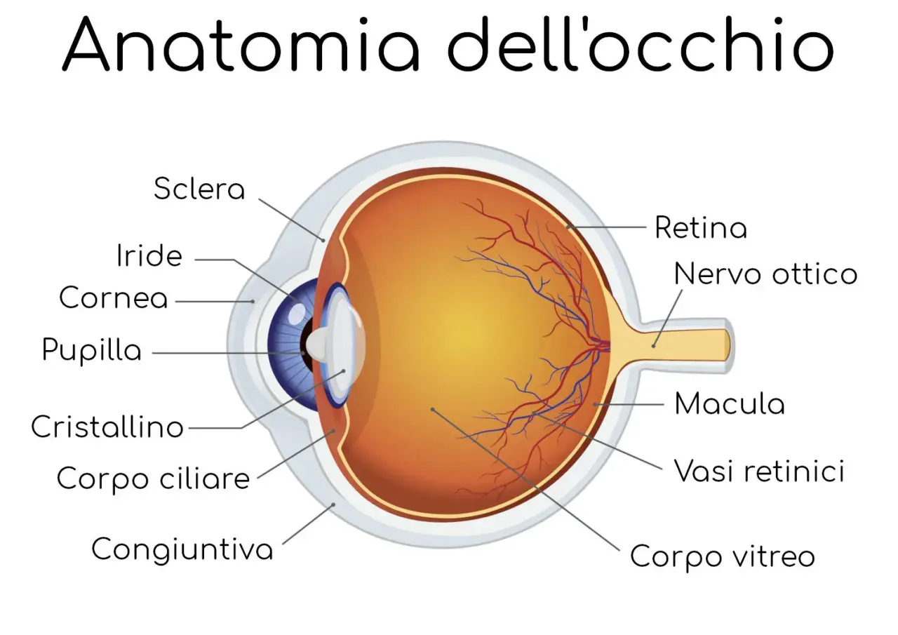 Sezione anatomica dell'occhio, evidenzia il nervo ottico. Informazioni sui rimedi per il nervo ottico danneggiato.