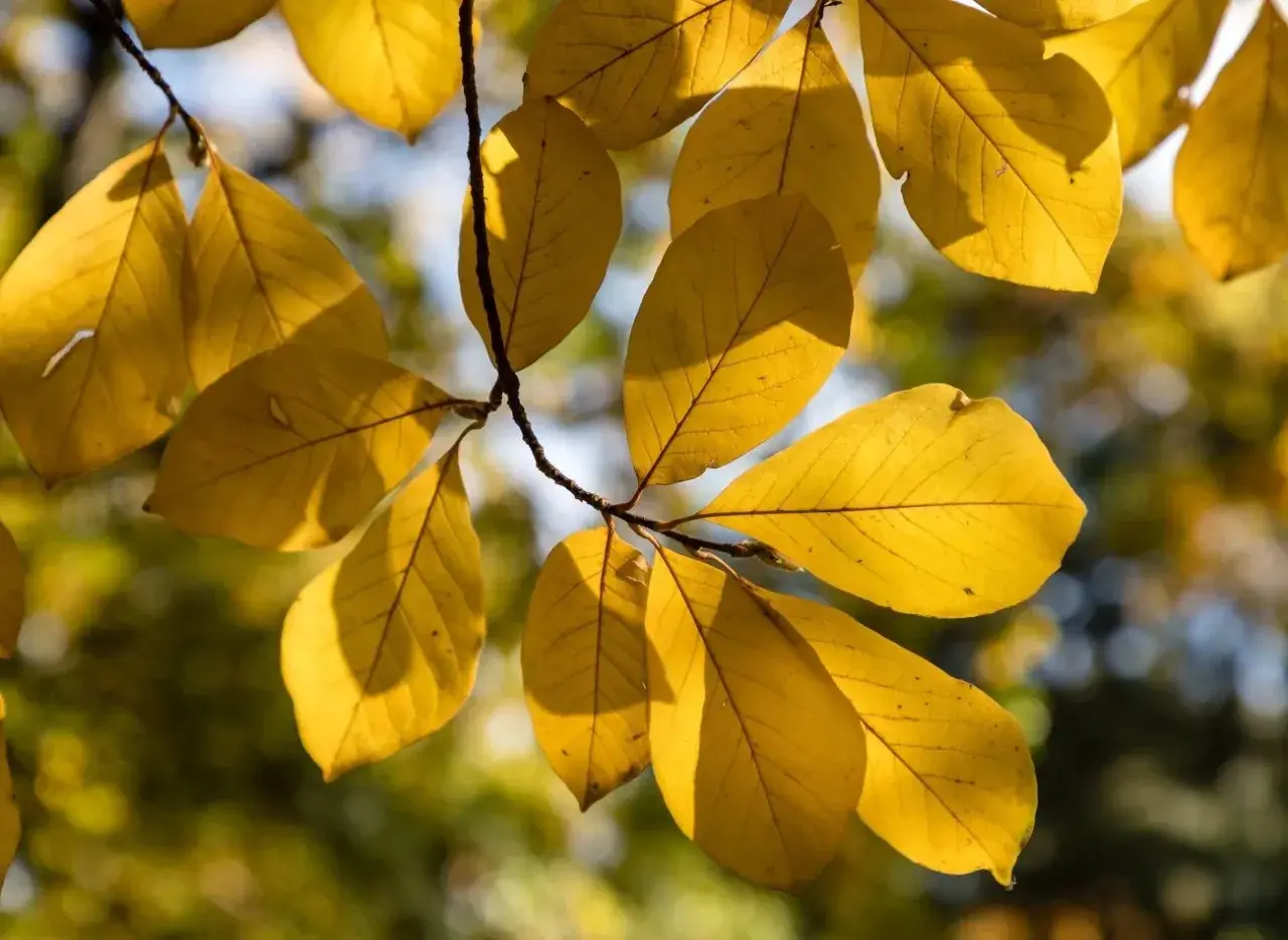 Złote, jesienne magnolia liście na gałęzi, oświetlone słońcem.