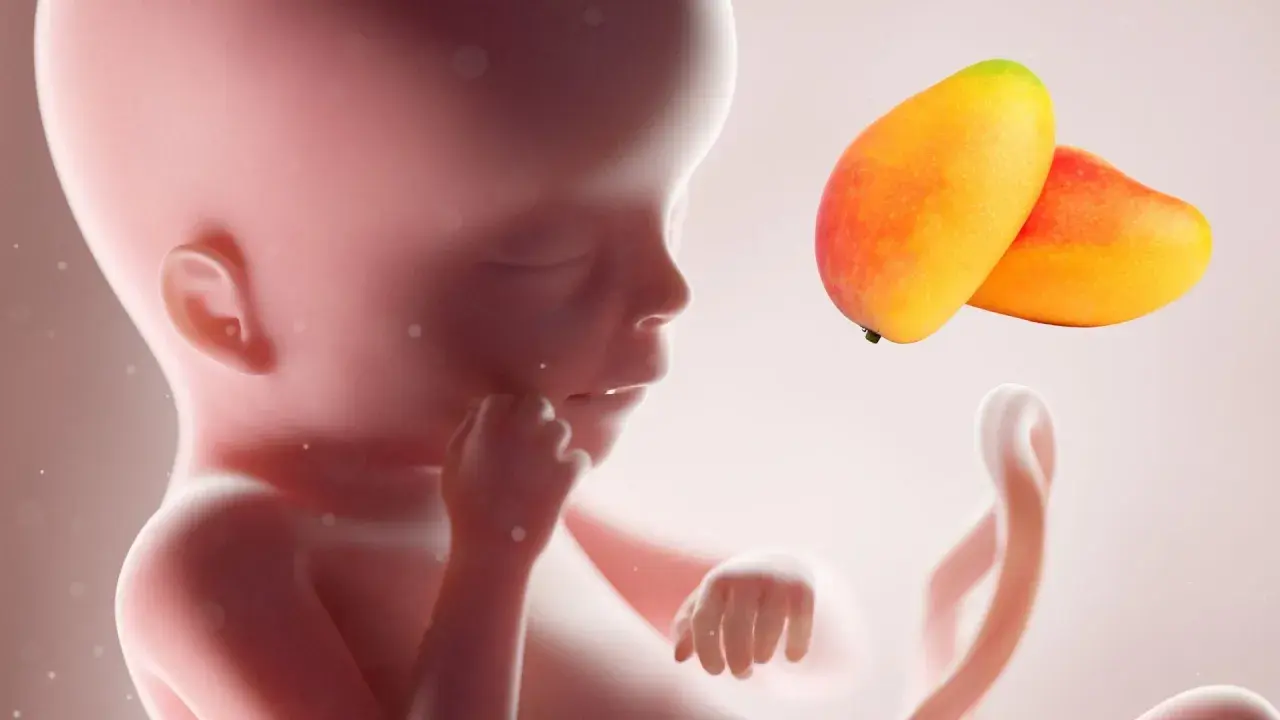 Feto di 19 settimane, circa 4 mesi e mezzo, paragonato a due manghi.