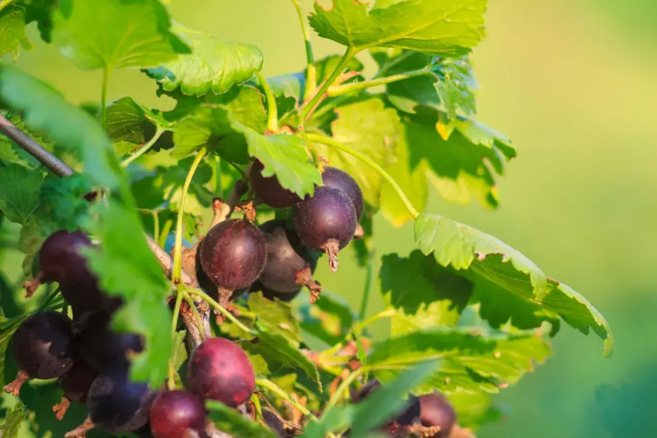 Reife Jostabeeren hängen an einem Strauch. Bald ist Erntezeit, dann werden sie geschnitten.
