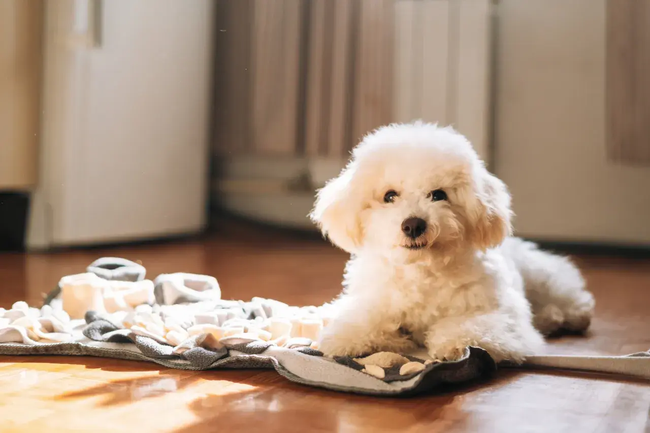 Ein flauschiger weißer Pudel liegt auf einer Schnüffeldecke. Dieser Hund ist ein guter Kandidat, welcher Hund kann lange alleine bleiben, wenn er beschäftigt ist.