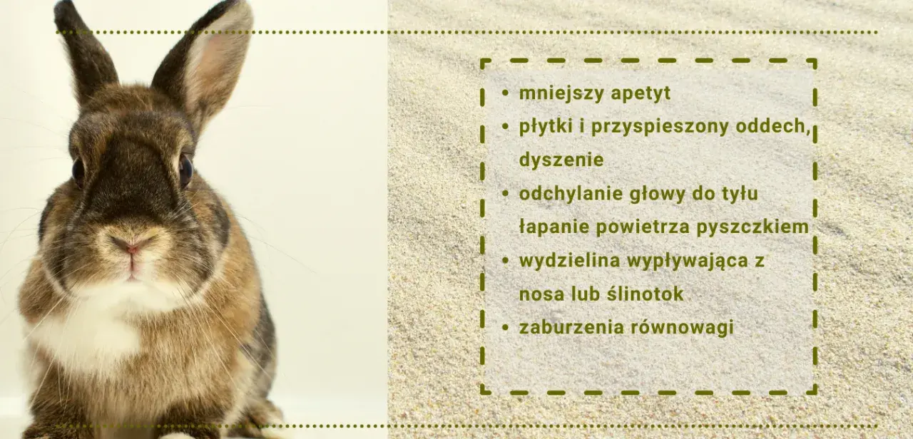 Czy króliki śmierdzą? Nie! 7 sposobów na świeżość w króliczym domu