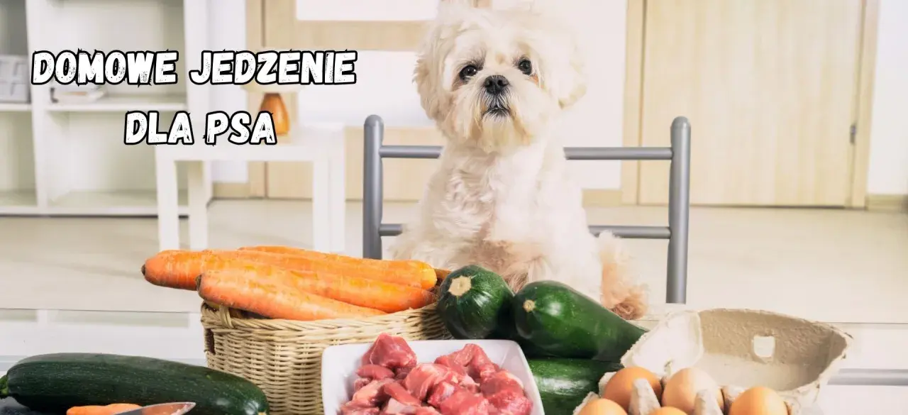 Biały piesek czeka na domowe jedzenie dla psa: marchew, cukinia, mięso i jajka.
