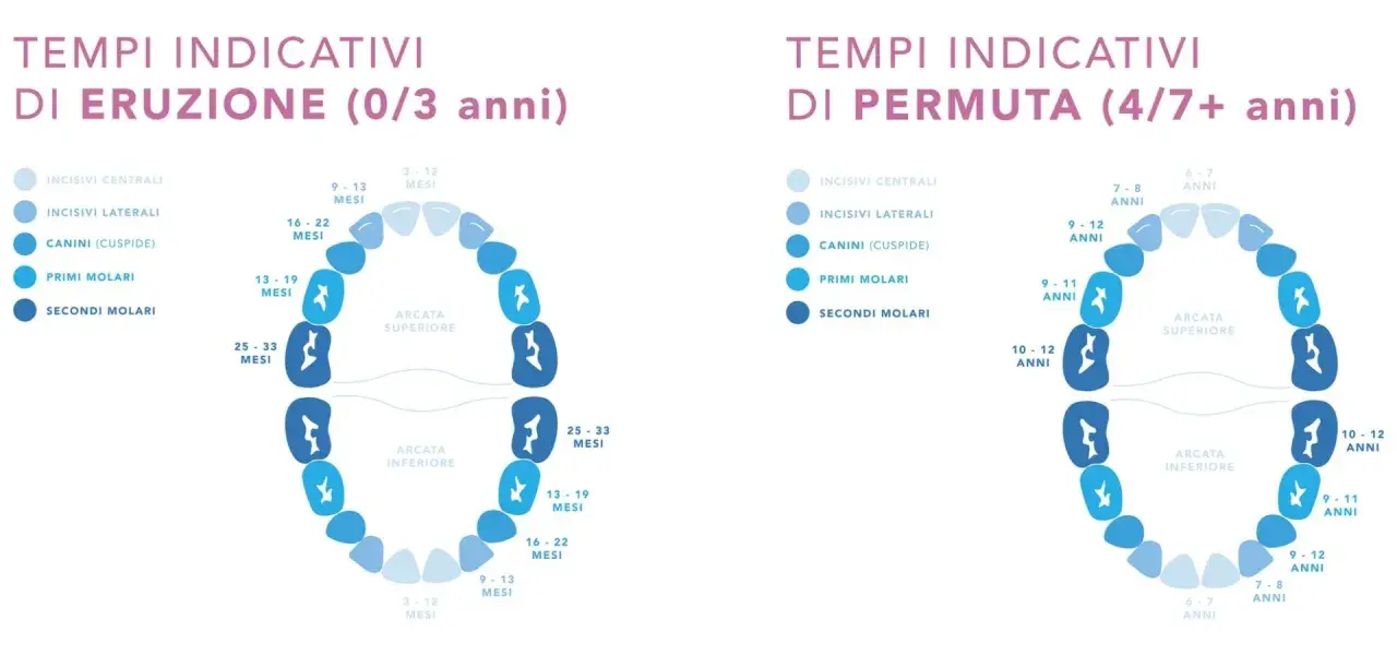 Diagrammi che illustrano i tempi indicativi della dentizione da latte e permanente, mostrando l'eruzione e la permuta dei denti.