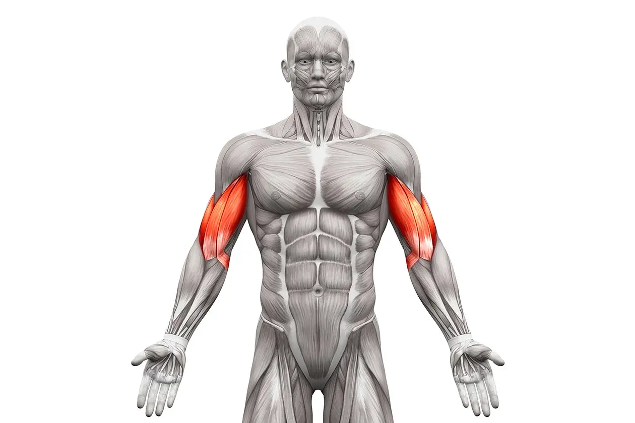 Anatomia mięśni ramion, podkreślająca biceps. Idealne do wizualizacji ćwiczeń na biceps.
