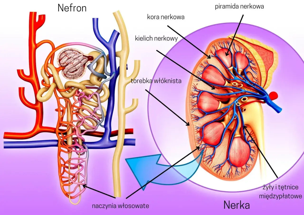 Schemat budowy nerki i nefronu. Pokazuje kłębuszek nerkowy, kanaliki, naczynia włosowate, piramidy nerkowe i korę.