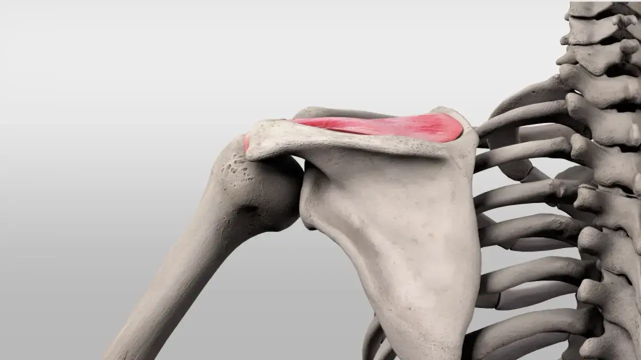 Schulterknochen mit hervorgehobenem musculus supraspinatus, der für die Armhebung wichtig ist.