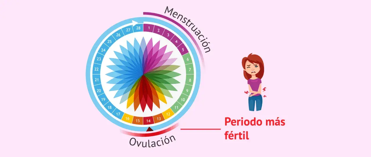Ciclo menstrual con ovulación marcada. Una mujer se queja de dolor, quizás por el dolor ovulación.
