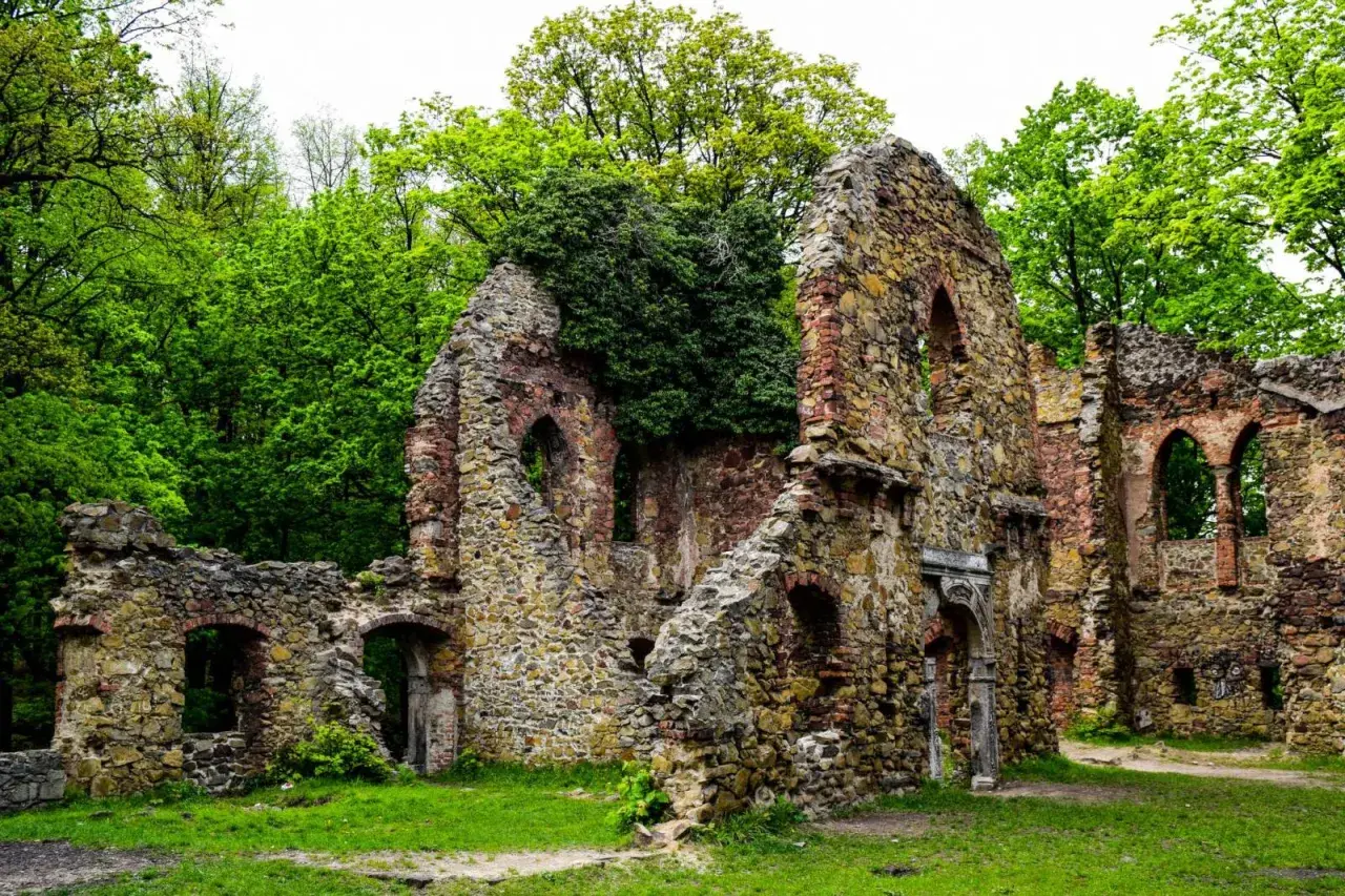 Ruiny zamku stary książ, porośnięte zielenią, stoją samotnie wśród bujnego lasu.
