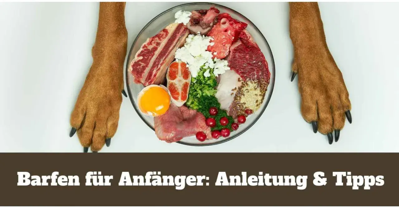 Barf für Hunde: Eine Schüssel mit rohem Fleisch, Gemüse, Eiern und Beeren, flankiert von Hundepfoten.